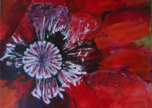 Klatschmohn